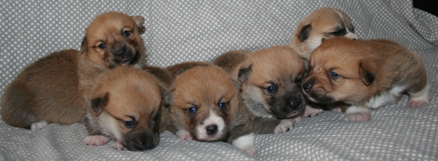 Puppies